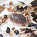 Giant Canyon Isopods (Porcellio dilatatus)