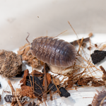 Giant Canyon Isopods (Porcellio dilatatus)