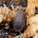 Giant Canyon Isopods (Porcellio dilatatus)