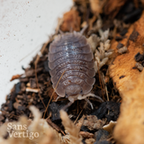 Giant Canyon Isopods (Porcellio dilatatus)