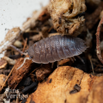 Giant Canyon Isopods (Porcellio dilatatus)