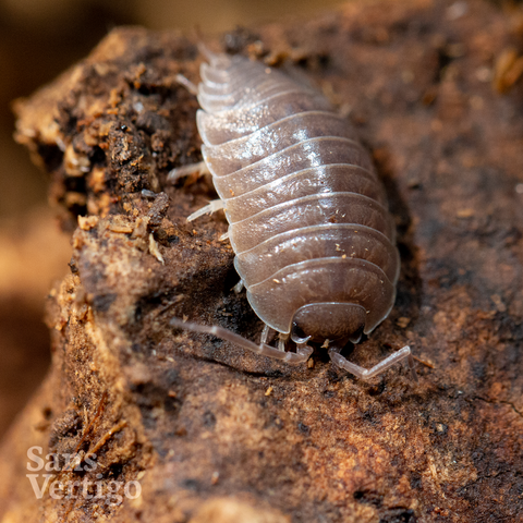 Smooth Slater Isopods (Porcellio laevis)