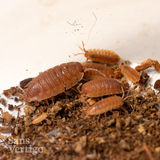 Orange Isopods (Porcellio scaber)