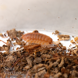 Orange Isopods (Porcellio scaber)