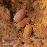 Orange Isopods (Porcellio scaber)