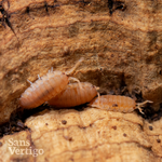 Orange Isopods (Porcellio scaber)