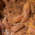 Orange Isopods (Porcellio scaber)